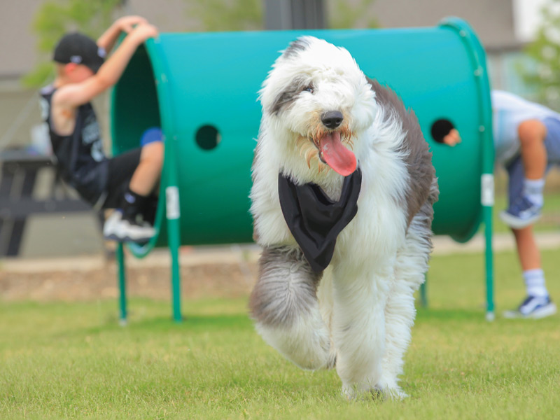 Big fluffy dog playing at The Barking Lot