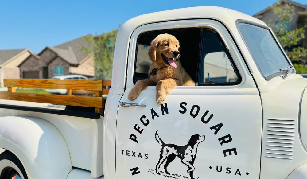 golden retriever puppy in the Pecan Square '53 Chevy